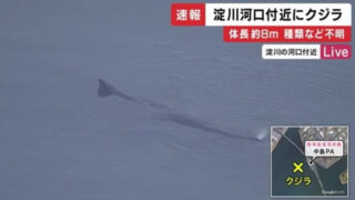 淀川のクジラが地震の予兆である理由は?今どこにいる?今後どうするの?